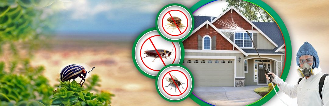 termite control Melbourne